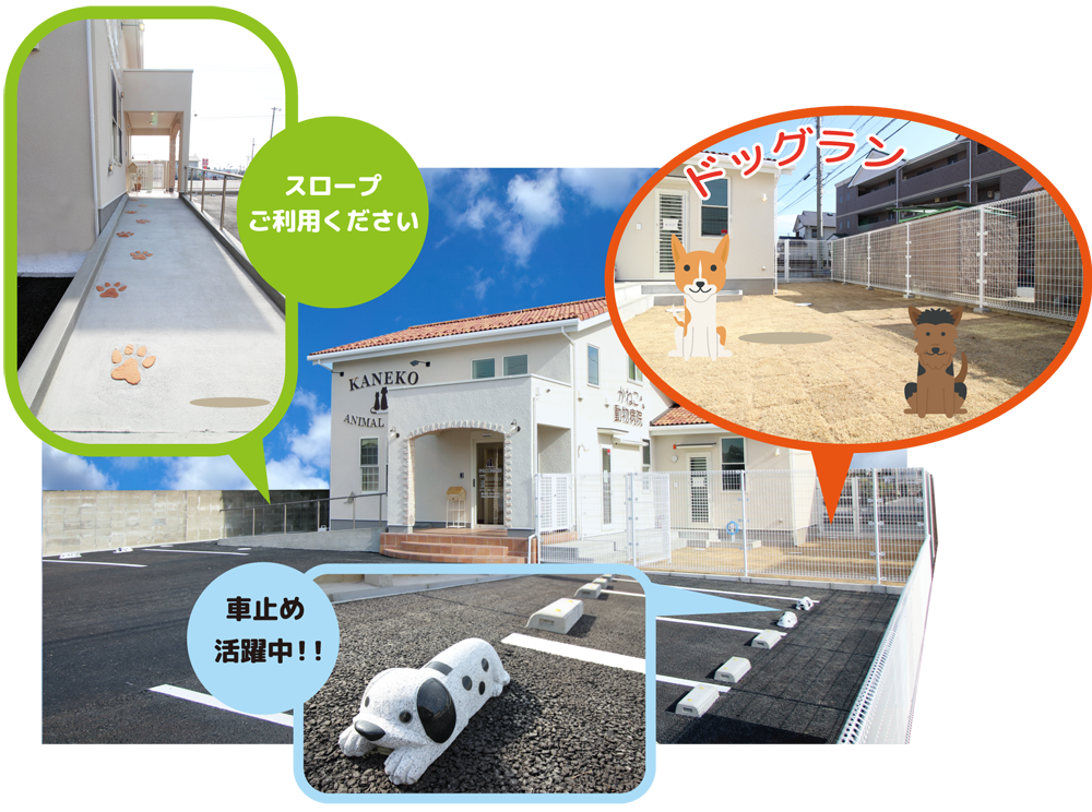 かねこ動物病院